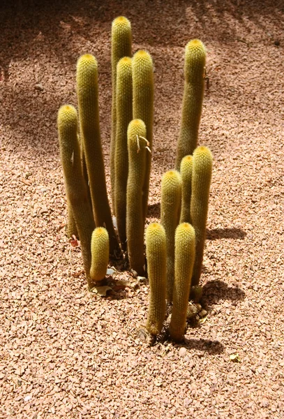 stock image Cactus