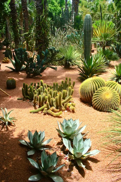 stock image Jardine Majorelle in Marrakesh, Morocco