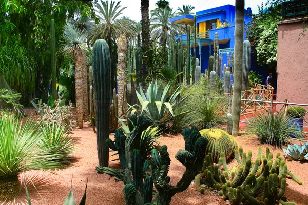 Jardine majorelle Marrakesh, morocco