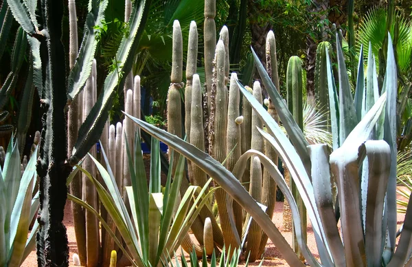 Jardine Majorelle en Marrakech, Marruecos — Foto de Stock