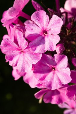 güzel pembe phlox