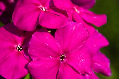 güzel pembe phlox