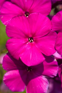 güzel pembe phlox