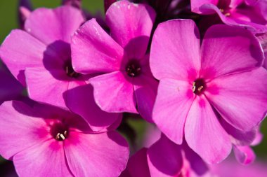 güzel pembe phlox