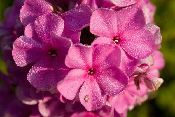 Beautiful magenta phlox — Stock Photo, Image
