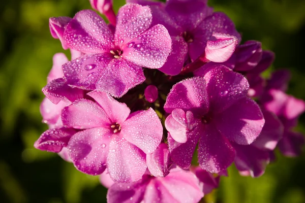 Красивая пурпурная флокс — стоковое фото