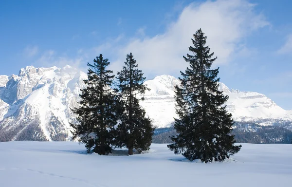 Spruce dan gunung — Stok Foto