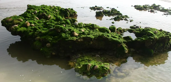 Pedras de algas verdes na maré baixa — Fotografia de Stock