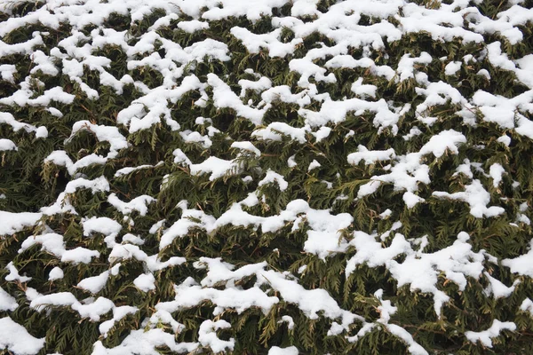 Achtergrond. naalden in de sneeuw — Stockfoto