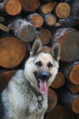 Alman çoban köpeği.