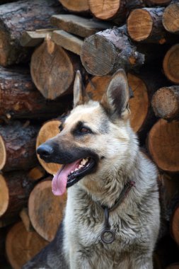 Alman çoban köpeği.