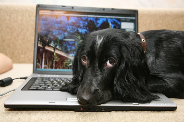 Dog Russian Spaniel and laptop. — Stock Photo, Image
