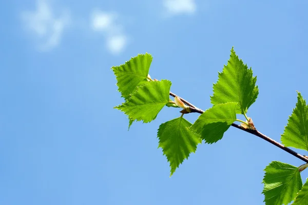 stock image Tree branch