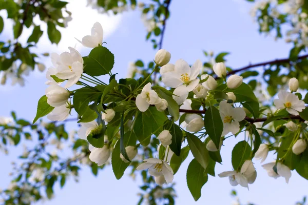 stock image Blossoming apple