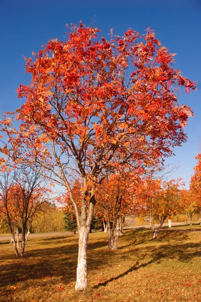 Tree with red leaves — Stock Photo, Image
