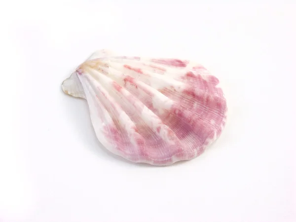 Gyönyörű tengerre shell — Stock Fotó