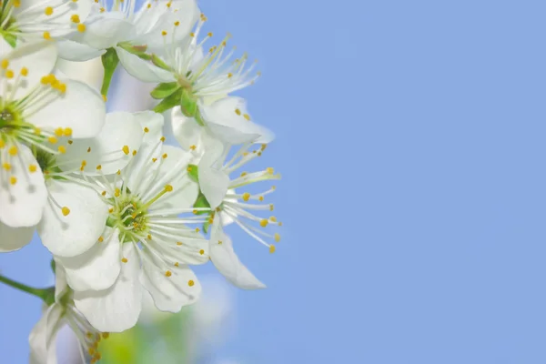 stock image Sakura