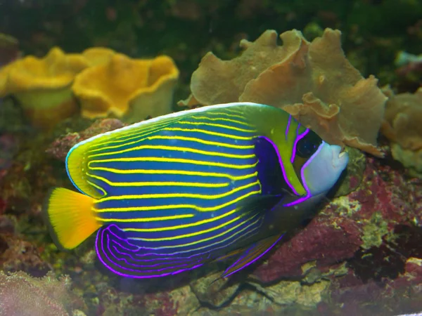 Akvaariokalat — kuvapankkivalokuva