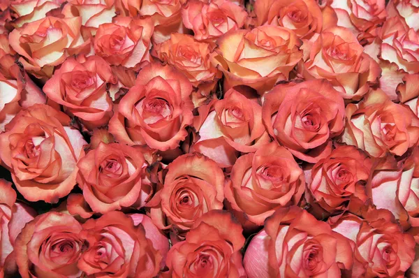 Cama de rosas —  Fotos de Stock