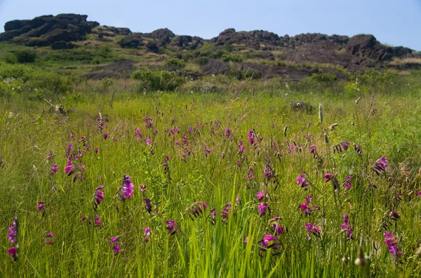 緑の野原の花 — ストック写真