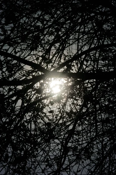 Luz entre los árboles — Foto de Stock