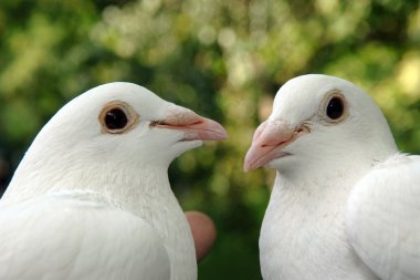 Couple of kissing birds clipart