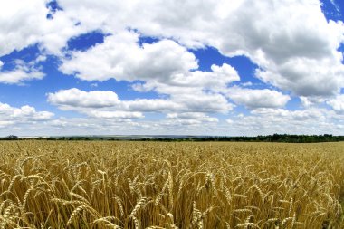 Wheat field clipart