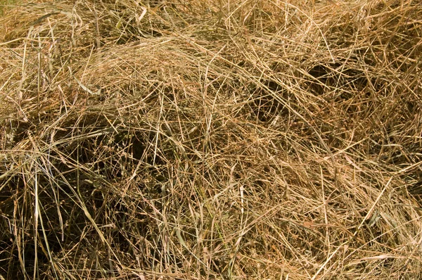 干し草 — ストック写真
