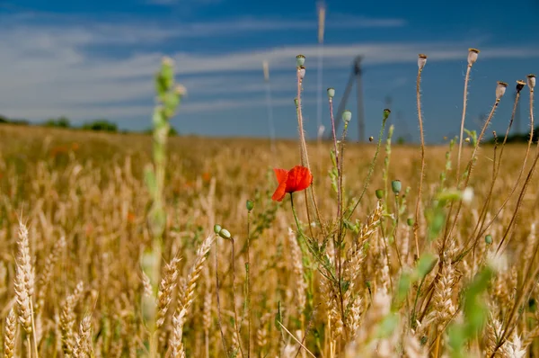 Poppy in tarweveld — Stockfoto