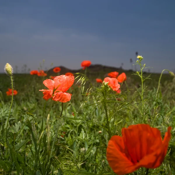 Красный мак на зеленом поле — стоковое фото