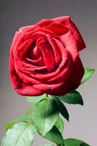 Róża na szary — Zdjęcie stockowe
