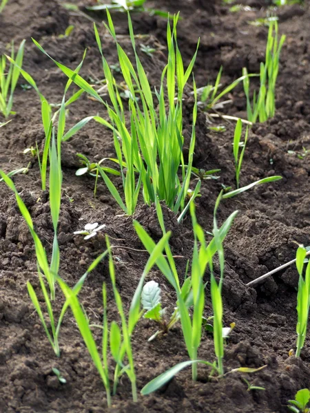 Cultivo de hierba en el suelo — Foto de Stock