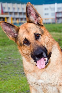 Alman çoban köpeği