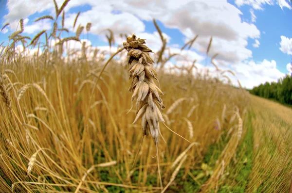 Granja - macro de trigo — Foto de Stock