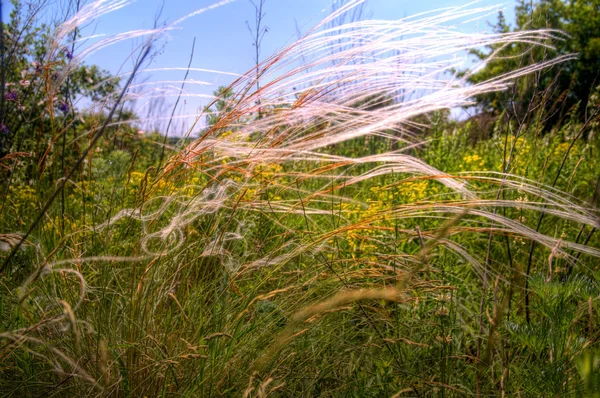 草原の羽 — ストック写真