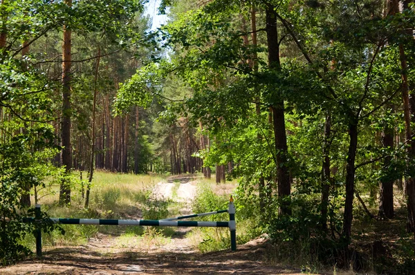Calea prin pădurea de pin — Fotografie, imagine de stoc
