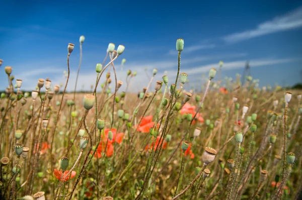 Poppy in wheat field — Stock Photo, Image