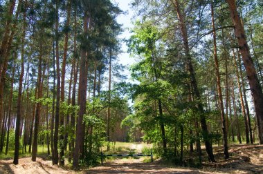 Path Through The Pine Tree Forest clipart