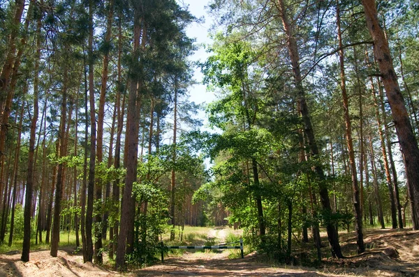 Camino a través del bosque de pinos — Foto de Stock