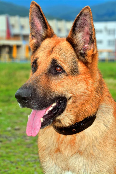 Alman çoban köpeği Stok Fotoğraf