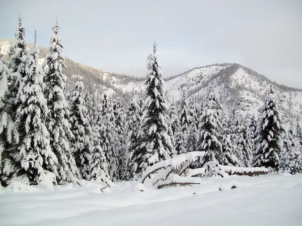 Зима в гори — стокове фото