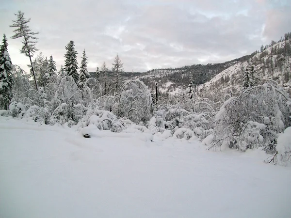 В Горном Алтае зимой — стоковое фото