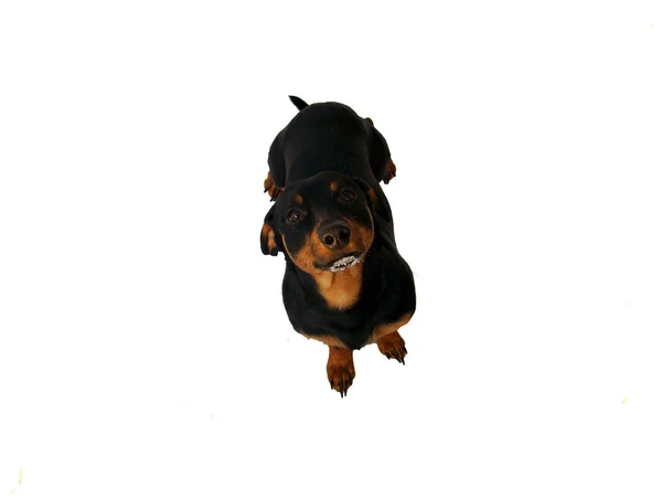 정렬 속도의 개 — 스톡 사진