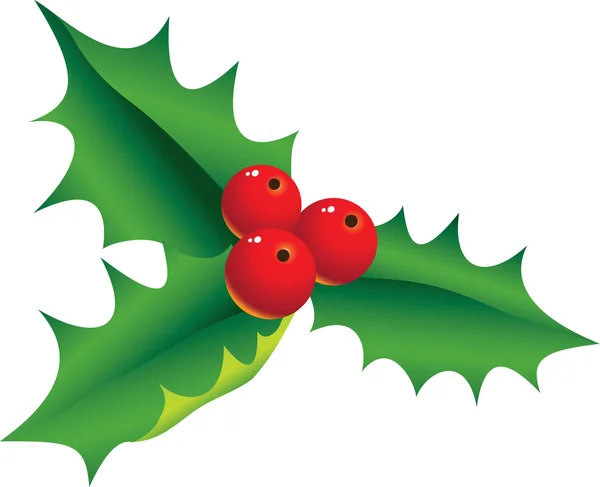 Acebo de Navidad Evergreen — Archivo Imágenes Vectoriales