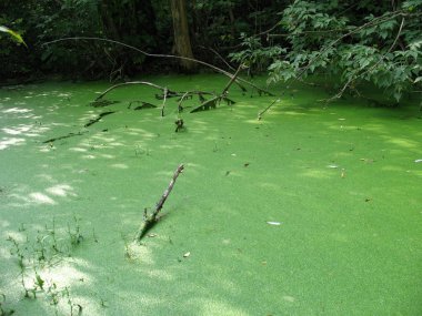 Bataklık üzerinde yeşil duckweed