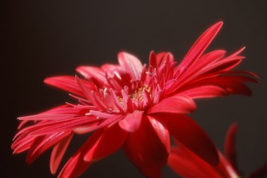 Gerbera