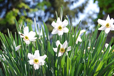 Nergis güneş ışığı altında
