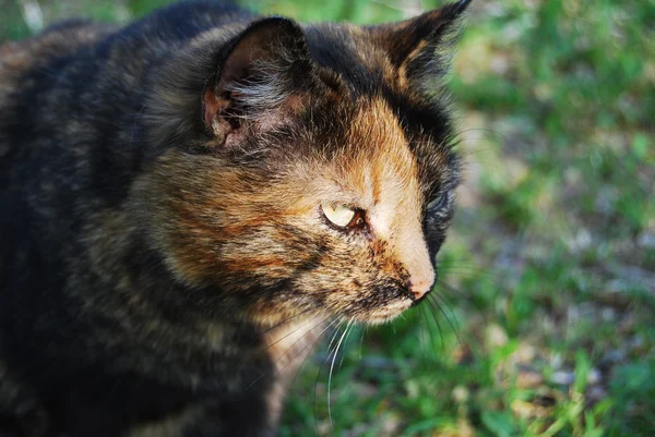 Stock image Cat