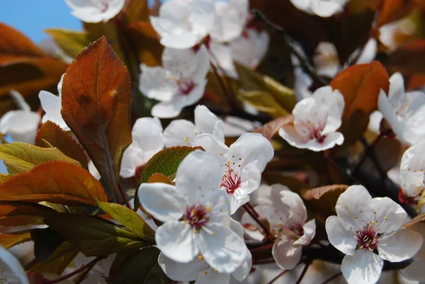Manzano del Paraíso en flor — Foto de Stock
