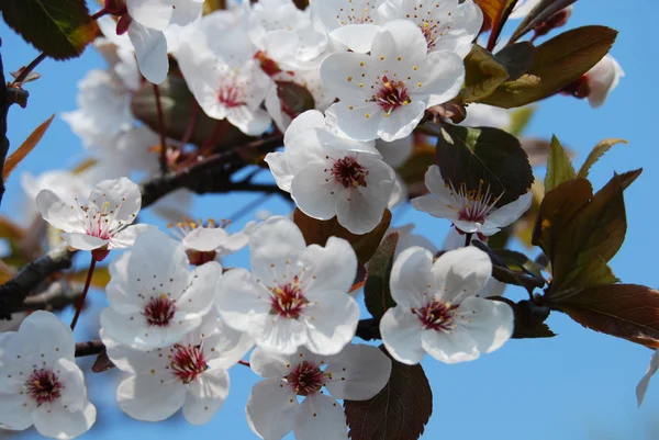 Paradise apple tree in blossom — Stock Photo, Image